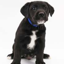 Thumbnail photo of Blue #1