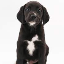 Thumbnail photo of Smoosh #1