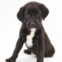 Thumbnail photo of Rascal #1