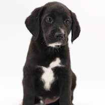 Thumbnail photo of Smoosh #2