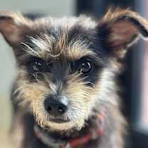 Thumbnail photo of Zeus #2