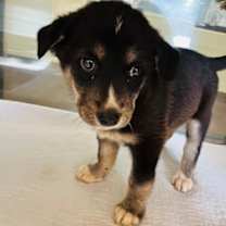 Thumbnail photo of Mrs. Claus #1