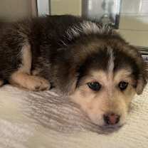 Thumbnail photo of Rudolph #1