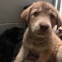 Thumbnail photo of Mistletoe #2