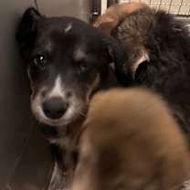 Thumbnail photo of Mrs. Claus #2