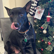 Thumbnail photo of Cookie #3