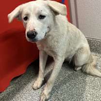 Thumbnail photo of Daffodil* #2