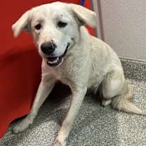 Thumbnail photo of Daffodil* #3