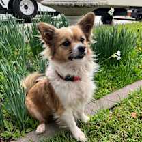 Thumbnail photo of Concha #1