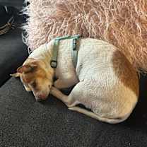 Thumbnail photo of Murphy #2