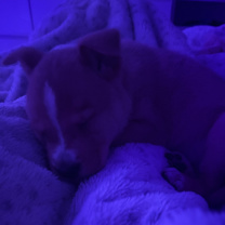 Thumbnail photo of Wobuffet #3