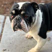 Thumbnail photo of Ralphie #3