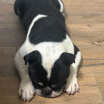 Thumbnail photo of Ralphie #4