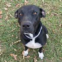 Thumbnail photo of Maine Coon #3