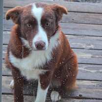 Thumbnail photo of Lainey  #2