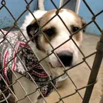 Thumbnail photo of Heather #1