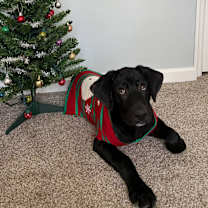 Thumbnail photo of Blue #4