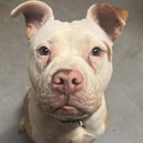 Thumbnail photo of Yoshi #1