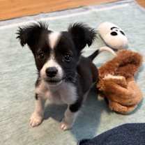 Thumbnail photo of Tiny Tim #1