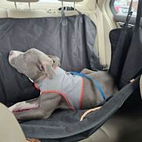 Thumbnail photo of Travis #3