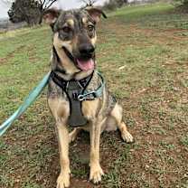 Thumbnail photo of Pluto #1