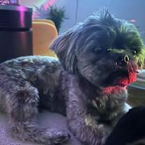 Thumbnail photo of Kobe #1