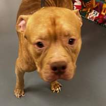 Thumbnail photo of 25-12-3516 Gabriel #3