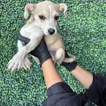 Thumbnail photo of Luna #2