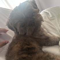 Thumbnail photo of Kobe #4