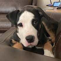 Thumbnail photo of Diesel #2