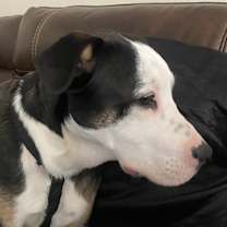 Thumbnail photo of Diesel #4