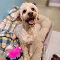 Thumbnail photo of Cinnamon #3