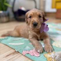 Thumbnail photo of Blueberry Berry #1