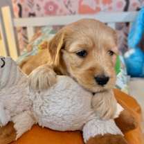 Thumbnail photo of Mulberry Berry #4