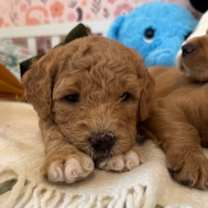 Thumbnail photo of Dewberry Berry #2