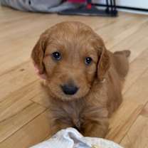 Thumbnail photo of Strawberry Berry #3