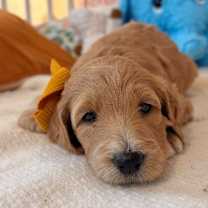 Thumbnail photo of Raspberry Berry #3