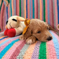 Thumbnail photo of Raspberry Berry #4