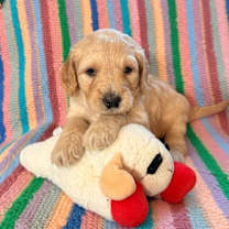 Thumbnail photo of Cranberry Berry #2