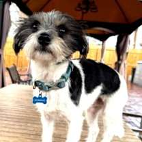 Thumbnail photo of Dino #1