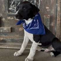 Thumbnail photo of Harry #2