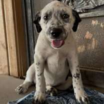 Thumbnail photo of Hercules #1