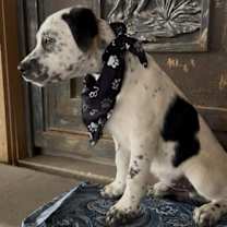 Thumbnail photo of Hercules #3