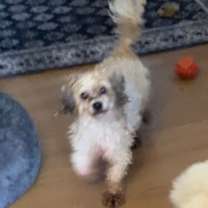 Thumbnail photo of Dexter #4