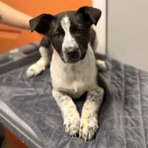 Thumbnail photo of Dern #3