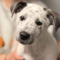 Thumbnail photo of Ellie #1