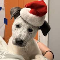 Thumbnail photo of Ellie #4