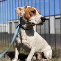 Thumbnail photo of Nugget #2