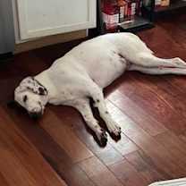 Thumbnail photo of Bubs #1