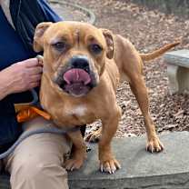 Thumbnail photo of Scrappy Doo 1378 #1